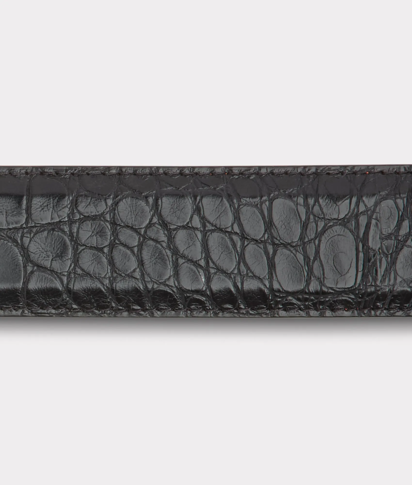 American Alligator :: Black