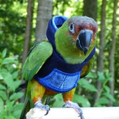 Denim Hoodie