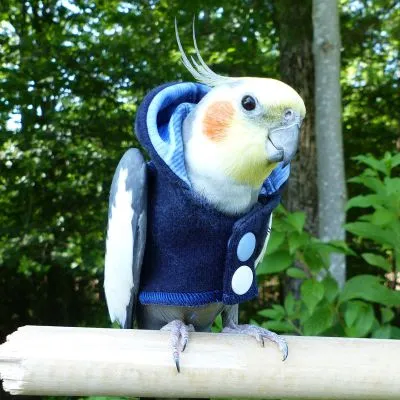 Denim Hoodie