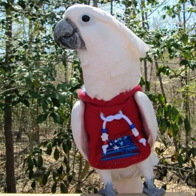 FireWorks Hoodie