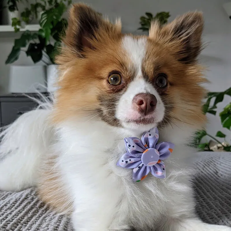 Huxley & Kent Pinwheel Funny Bunny