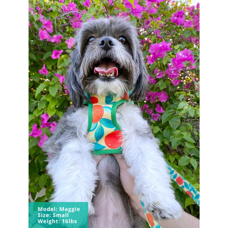 Orange is the New Bark- Adjustable Dog Harness - FINAL SALE